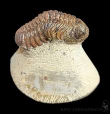 Phacops Rana Trilobite Fossil in Matrix Specimen B For Sale ...