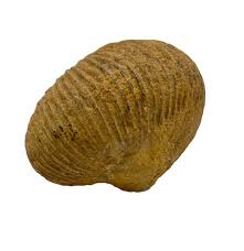 Ammonite Macrocephalites Fossil | Haig's of Rochester