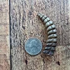 Real Rattlesnake Cane With Brown Leather: Open Mouth (598-C512-G8545) Y2L - Etsy