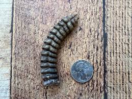 Rattlesnake Shaker - Etsy