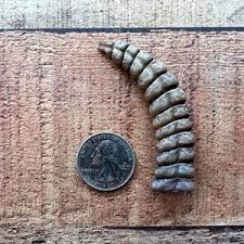 Genuine Rattlesnake Rattle, Real Rattle, Rattle From Wild Rattlesnake. Item #106 - Etsy