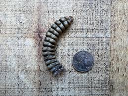 Rattlesnake Rattles - Etsy Canada