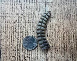 Custom Order: Copperhead Snake, Copper Head, Snake Skin, Snake Leather - Etsy