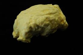 Pronghorn Antelope Brain Replica - SkeletonsAndSkullsSuperstore