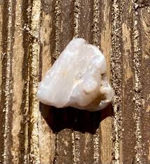 I am on holiday in Bulgaria and found this on a black sea ...