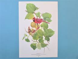 Cardinal Bird Art Print, Book Plate/ 1970's Baltimore Oriole Large Book Color Plate by Glen Loates for Framing/ 9 1/2 X 13 1/2" - Etsy