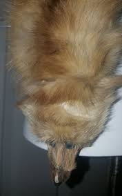 VINTAGE MINK LOT OF 2 Taxidermy Stole Wrap Cape Shrug Shawl ...