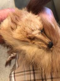 Vintage Red Fox Fur Shaw. 3 Foxes