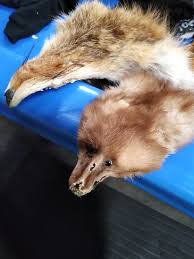 Found these beauts at work