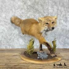 30718 P | Red Fox Life-Size Taxidermy Mount For Sale | eBay