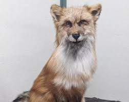 Red Fox Taxidermy Full Body Mount Cabin Camp Man Cave Home Office Den Decor NEW! - Etsy