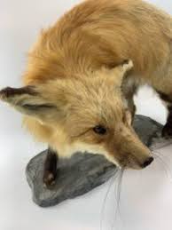Antique Full Red Fox Taxidermy