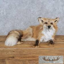 Laying Amber Fox Life-Size Taxidermy Mount For Sale - Creel Taxidermy
