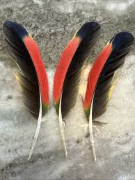 Matched Set Of 3 Green Red & Black Amazon Parrot / Feathers ...