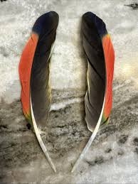 Matched Pair Green Red & Black Amazon Parrot Feathers 6 ...