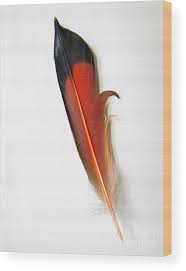Northern Flicker Tail Feather Wood Print by Sean Griffin ...