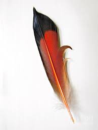 Northern Flicker Tail Feather by Sean Griffin