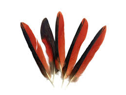 Collection 83 - Mix Random Feather Sample Pack (bulk ...