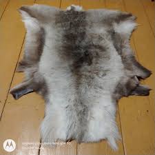 Set Of 2 Norwegian Reindeer Skin Hide Fur Pelt Taxidermy ...