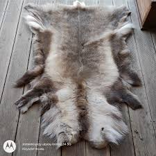 Large Norwegian Reindeer Skin Hide Fur Pelt Taxidermy ...