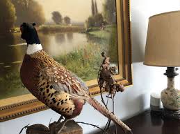 Male & Female Pheasants Life Size Taxidermy Bird Mount - Ringneck | eBay