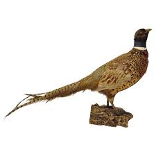 Vintage Ringneck Pheasant Bird Full Body Standing Mount Taxidermy Mancave at 1stDibs
