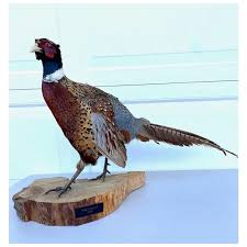 Vintage Taxidermy Stuffed Mounted Standing Ring-Necked Pheasant. For Sale at Ruby Lane