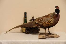 Taxidermy Mounted Ring Neck Standing Pheasant
