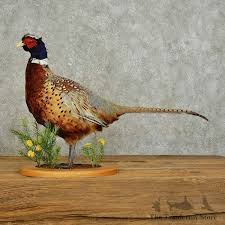 Ringneck Pheasant Bird Mount For Sale #15892 - The Taxidermy Store