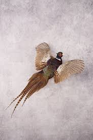 Ring Necked Pheasant SKU 3156 | eBay