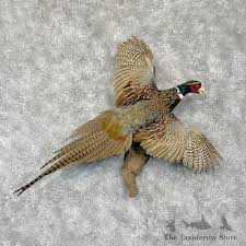 Ringneck Pheasant Bird Mount For Sale #28570 - The Taxidermy Store