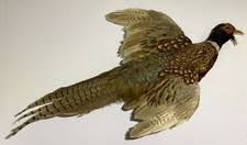 Las mejores ofertas en Pájaro faisán Taxidermia | eBay