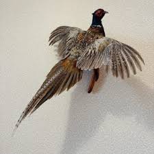 Ringneck Pheasant (phasianus Colchicus) Taxidermy Wall Mount #2 Bird Decor Home Decor - Etsy