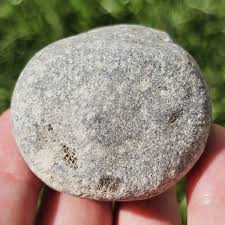 Whole Rugosa Horn Coral Fossil, Crinoid Remnants, Uncommon ...