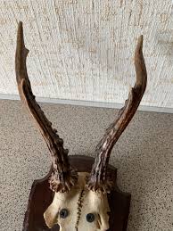 Roe deer horns. Vintage wall decoration. USSR | eBay