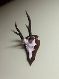 Deer horns. Antlers, taxidermy, wood, hunting trophy | eBay