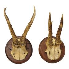 Vintage Roe Deer Skull Mount Antlers Taxidermy Mancave Wall ...