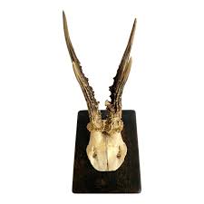 1939 German Roe Deer Antlers | Chairish