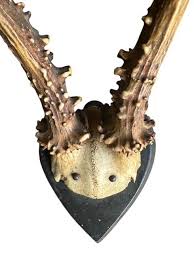 Early 1900's Roe Deer Trophy 131 Black Forest Antlers | Chairish