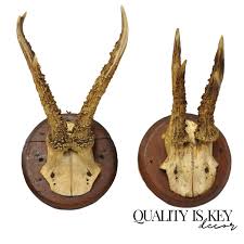 Vintage Roe Deer Skull Mount Antlers Taxidermy Mancave Wall ...