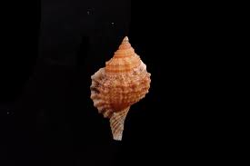 Sea shell - Cymaatium muricinum - 35mm - NICE COLOR!! | eBay