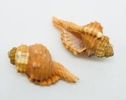 Pear Triton Seashell: Orange Cymatium Pyrum Specimen, Home ...