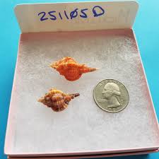 Collectible SWFL Sea Shell Package - Two Rose Murex ...