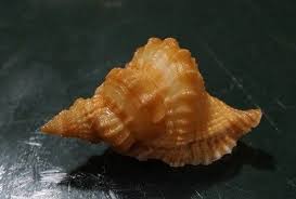 Distorsio Kurzi 39.8mm F+++ gorgeous collectble Specimen WOW ...