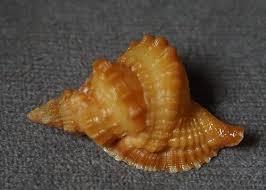 Distorsio Kurzi 39.2 mm GEM gorgeous intense color ...