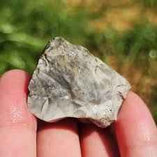 Fossiliferous Chert Rock, Fossil Flint, Crinoid Fossils ...