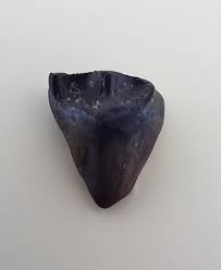 Ceratopsian Tooth, Judith River Formation| The Daily Rex