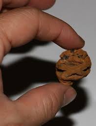 Metasequoia PINE CONE - Dinosaur Age Hell Creek ...