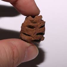 Metasequoia Pine Cone Fossil - Beautiful Color - Hell Creek ...