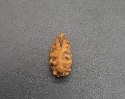 Ek Mukhi One Face Java Rudraksha Bead for Jewellry 11-12mm ...